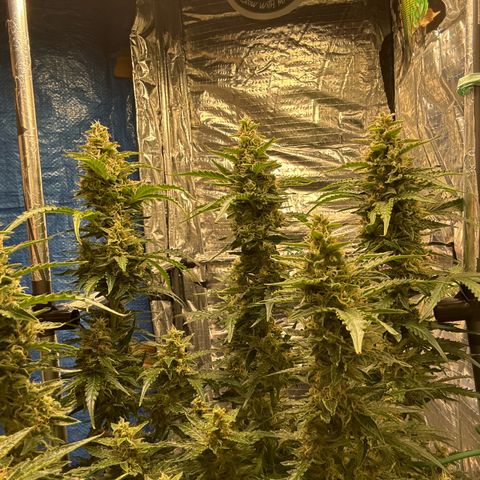 Ghideon growlog timeline photo