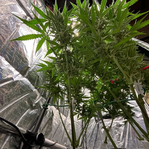 Ghideon growlog timeline photo