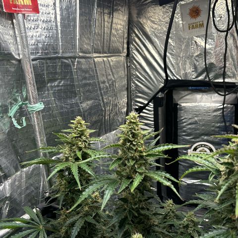 Ghideon growlog timeline photo