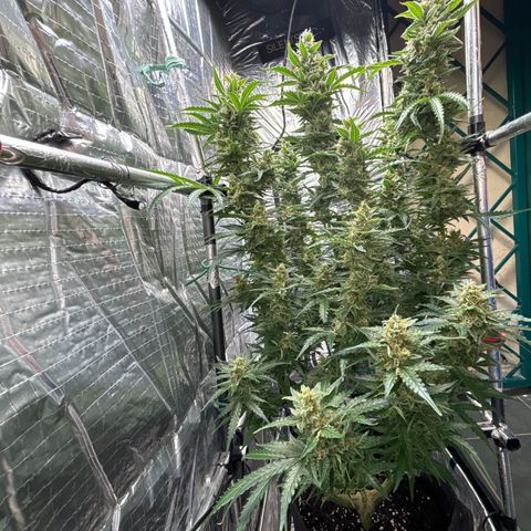 Ghideon growlog timeline photo