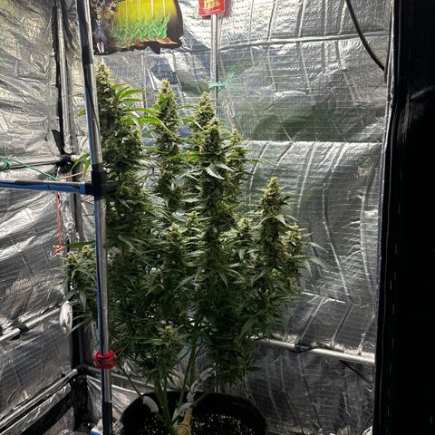 Ghideon growlog timeline photo