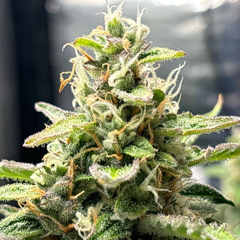 Ghideon growlog timeline photo