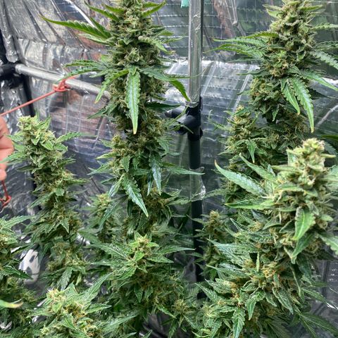 Ghideon growlog timeline photo
