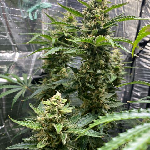 Ghideon growlog timeline photo