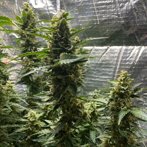 Ghideon growlog timeline photo