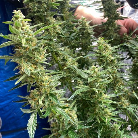 Ghideon growlog timeline photo