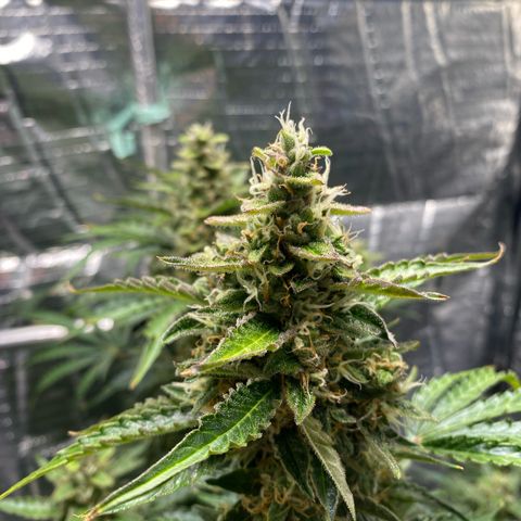 Ghideon growlog timeline photo