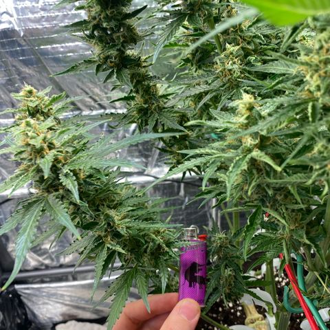 Ghideon growlog timeline photo