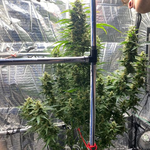 Ghideon growlog timeline photo