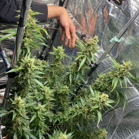 Ghideon growlog timeline photo