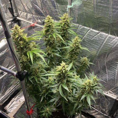 Ghideon growlog timeline photo