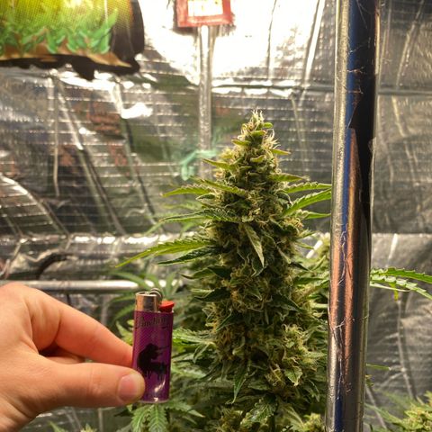 Ghideon growlog timeline photo