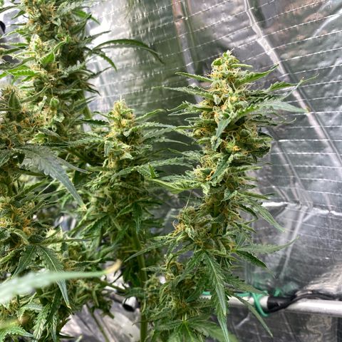 Ghideon growlog timeline photo