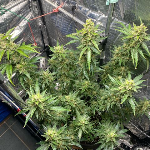 Ghideon growlog timeline photo