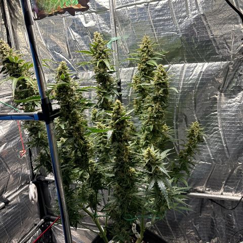 Ghideon growlog timeline photo
