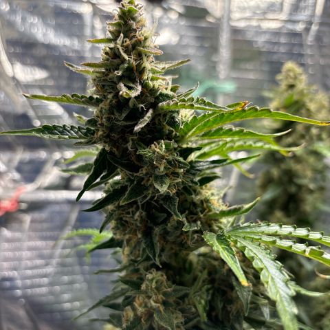 Ghideon growlog timeline photo