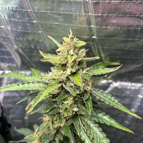 Ghideon growlog timeline photo