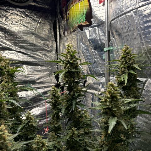 Ghideon growlog timeline photo