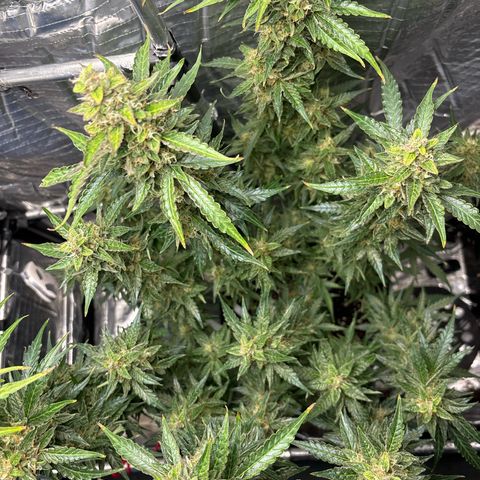 Ghideon growlog timeline photo