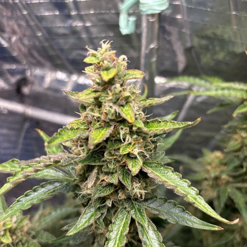 Ghideon growlog timeline photo