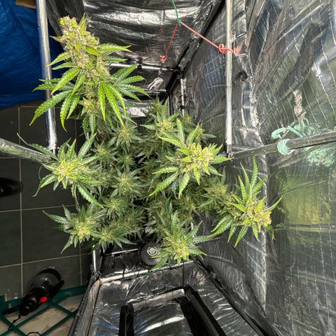 Ghideon growlog timeline photo