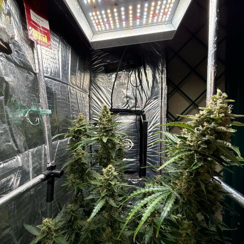 Ghideon growlog timeline photo