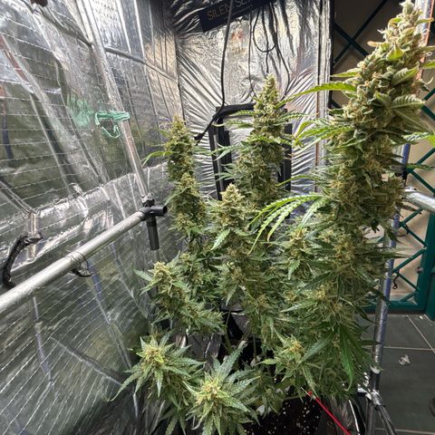 Ghideon growlog timeline photo