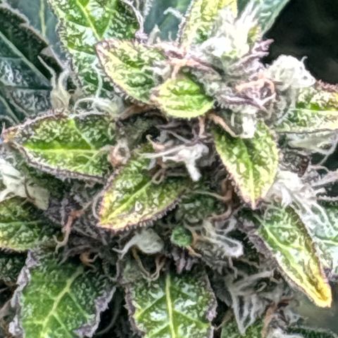 Ghideon growlog timeline photo