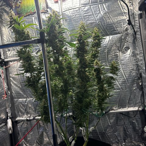 Ghideon growlog timeline photo