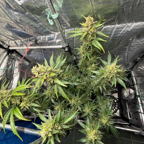 Ghideon growlog timeline photo
