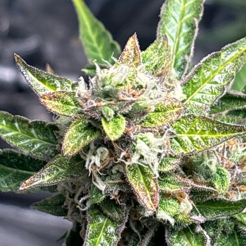 Ghideon growlog timeline photo