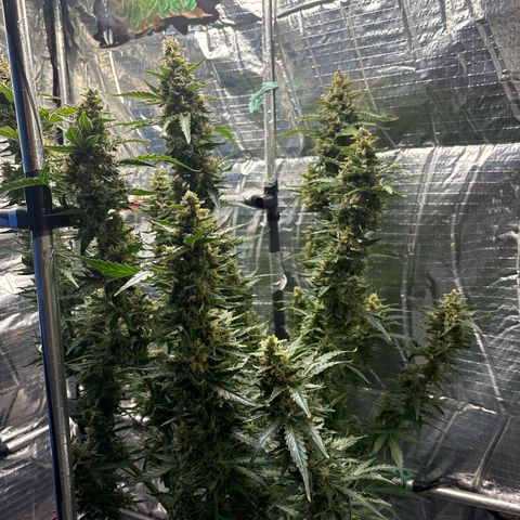 Ghideon growlog timeline photo
