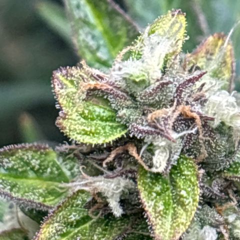 Ghideon growlog timeline photo