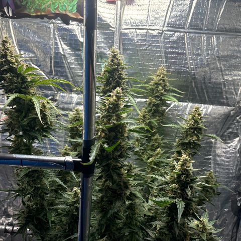 Ghideon growlog timeline photo