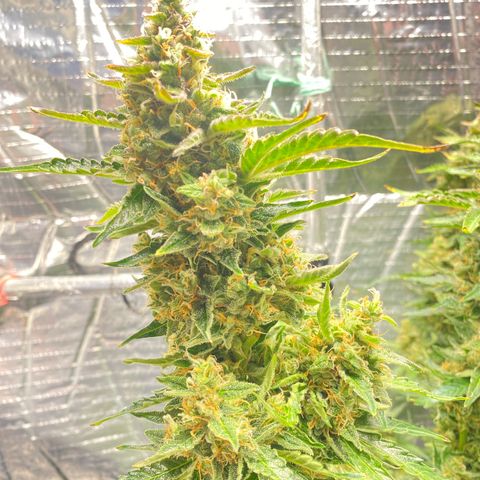 Ghideon growlog photo: c cazz s l’avà frnesh tutt chess’ erv
