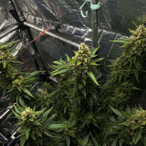 Ghideon growlog photo: c cazz s l’avà frnesh tutt chess’ erv
