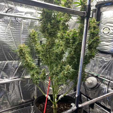 Ghideon growlog photo: c cazz s l’avà frnesh tutt chess’ erv