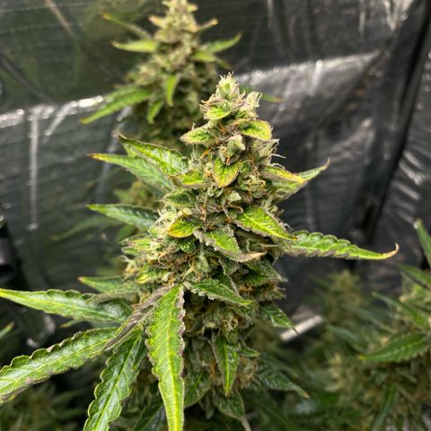 Ghideon growlog photo: c cazz s l’avà frnesh tutt chess’ erv