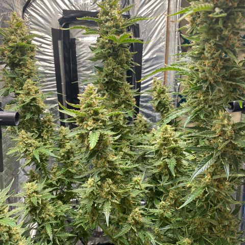 Ghideon growlog photo: c cazz s l’avà frnesh tutt chess’ erv