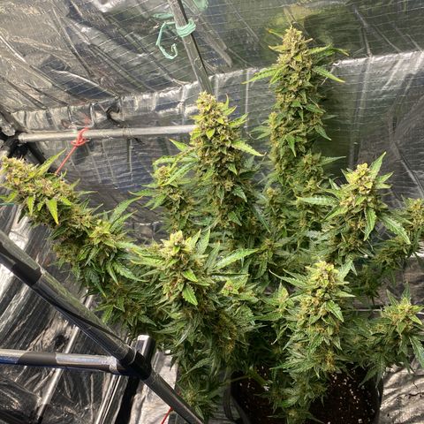 Ghideon growlog photo: c cazz s l’avà frnesh tutt chess’ erv