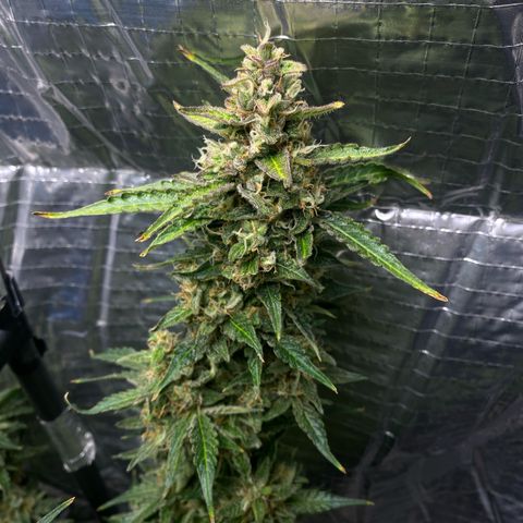 Ghideon growlog photo: c cazz s l’avà frnesh tutt chess’ erv