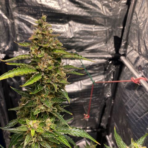 Ghideon growlog photo: c cazz s l’avà frnesh tutt chess’ erv