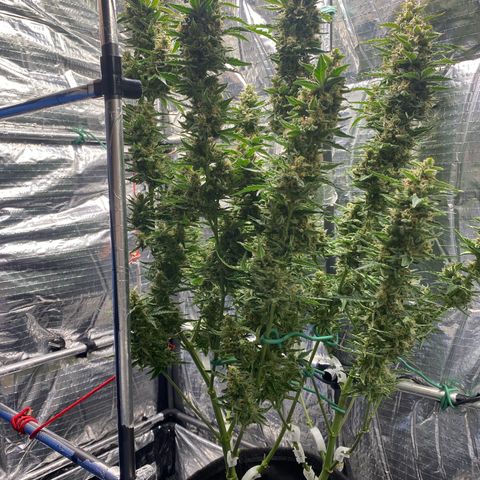 Ghideon growlog photo: c cazz s l’avà frnesh tutt chess’ erv