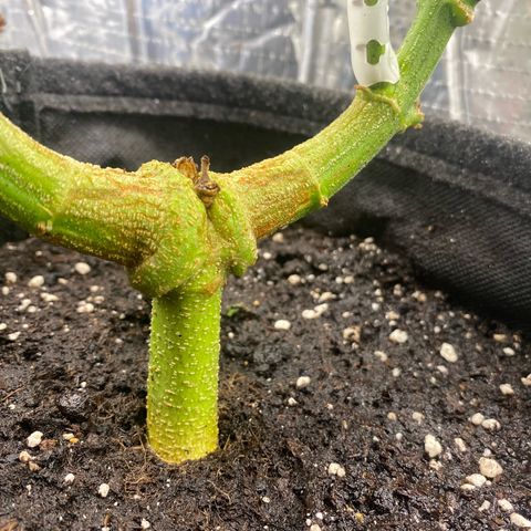 Ghideon growlog timeline photo