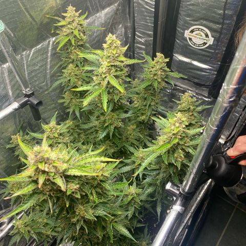 Ghideon growlog timeline photo