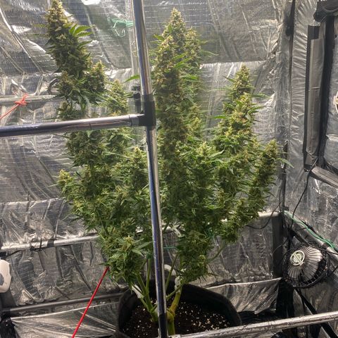 Ghideon growlog timeline photo