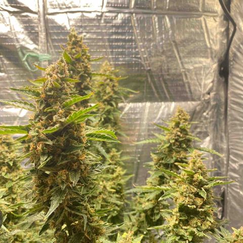 Ghideon growlog timeline photo