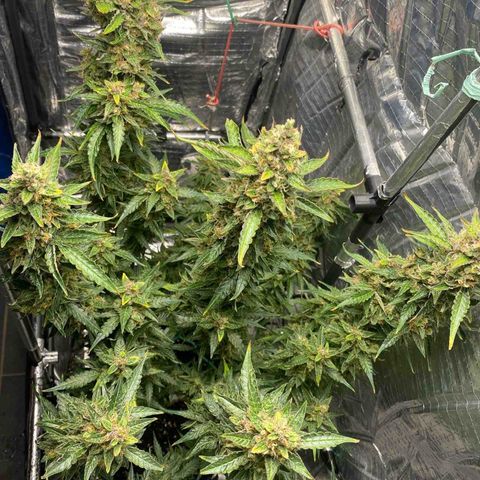 Ghideon growlog timeline photo