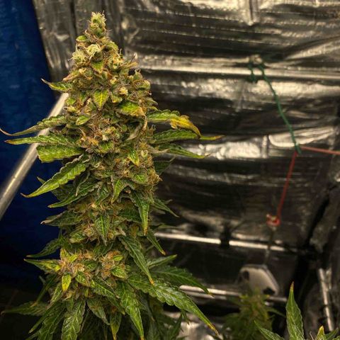 Ghideon growlog timeline photo
