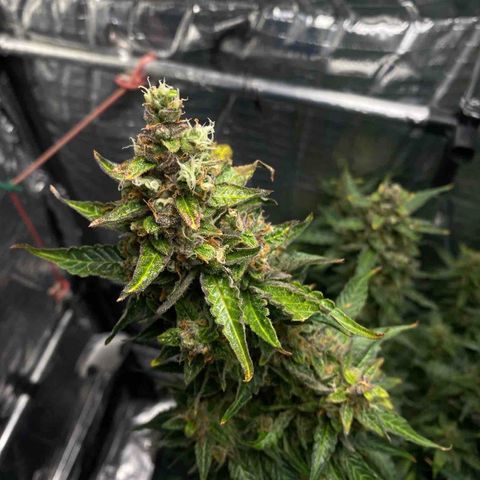 Ghideon growlog timeline photo